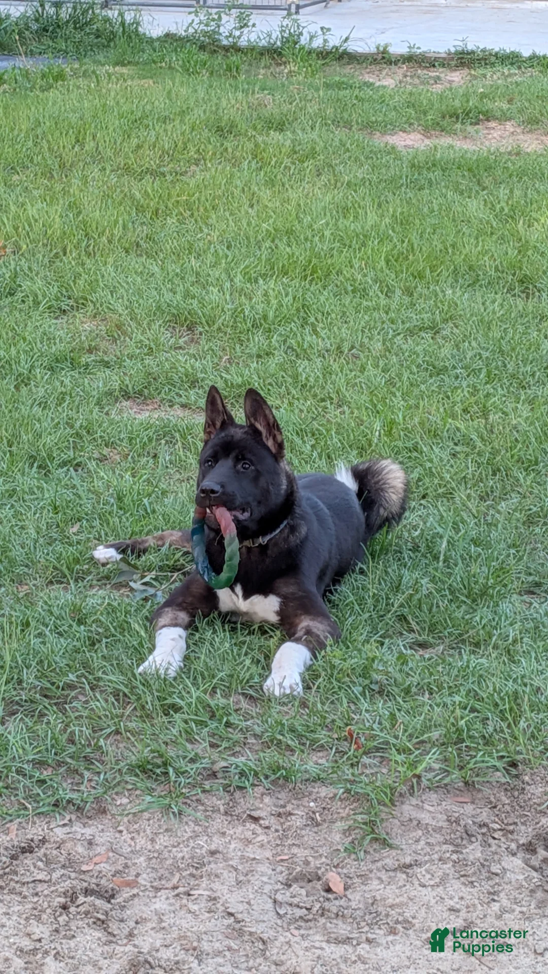 Akita dogs for sale: Kimi Available  - Ad 1