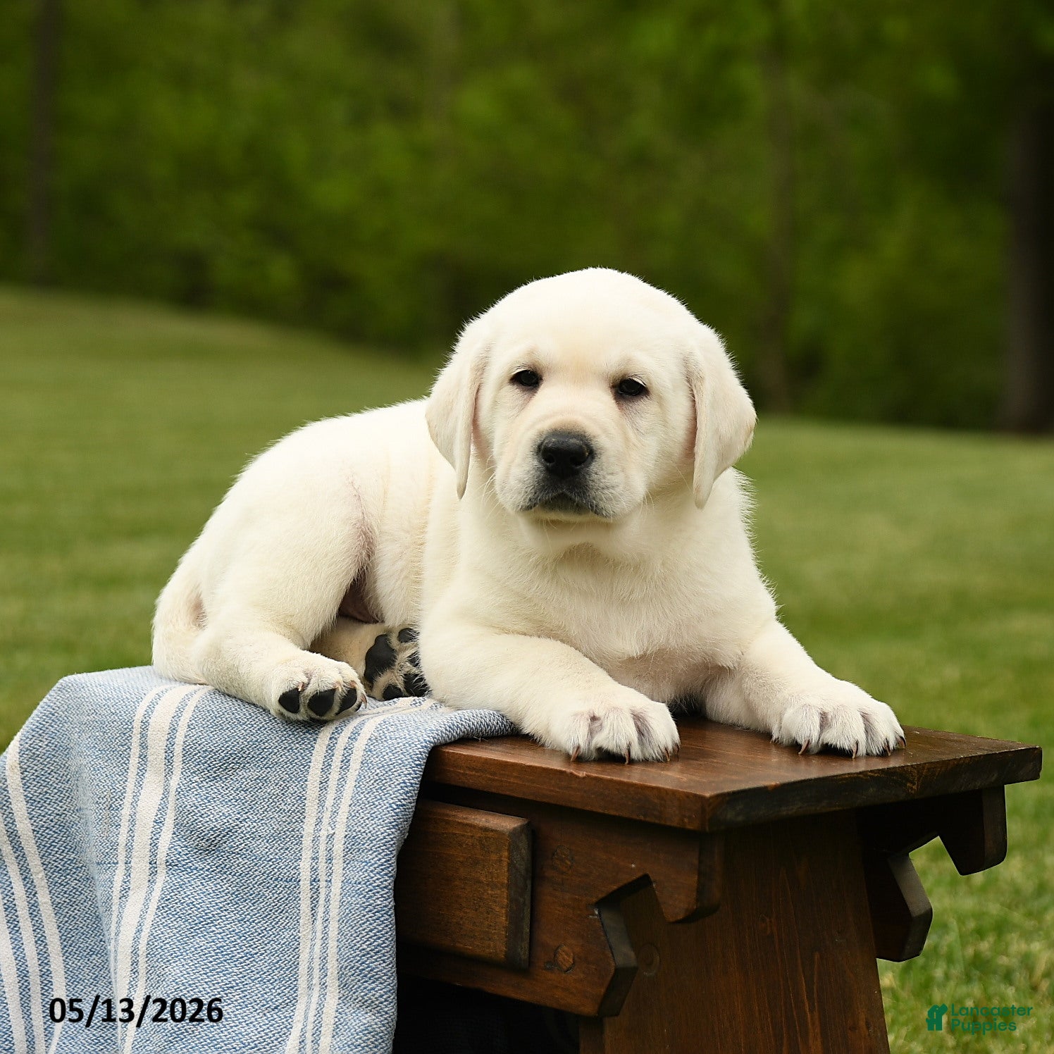 Labrador Retriever dogs Sheldon - Ad 2