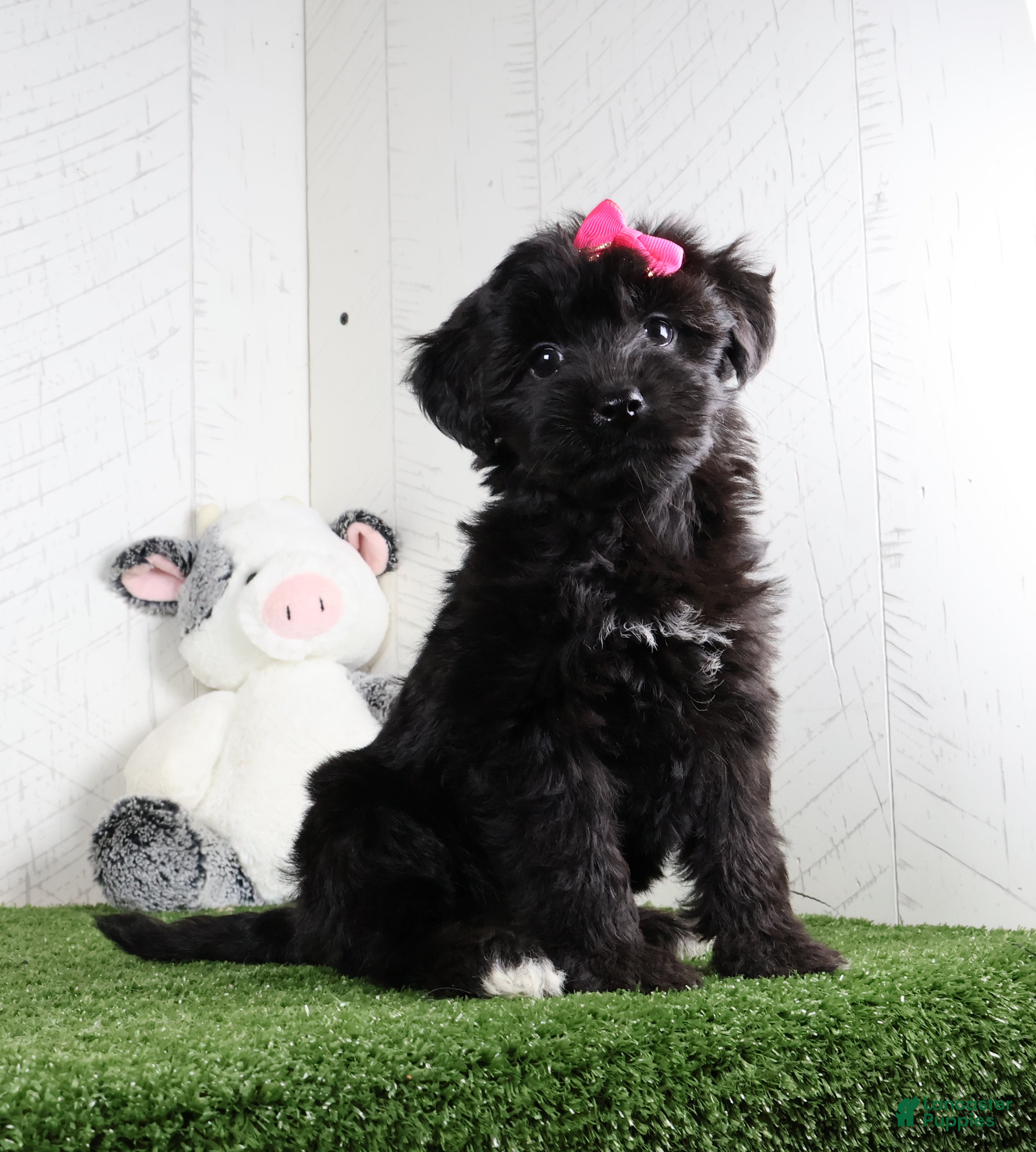 Yochon dogs Stella - Ad 1