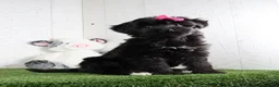 Yochon dogs for sale: Stella - Ad 1