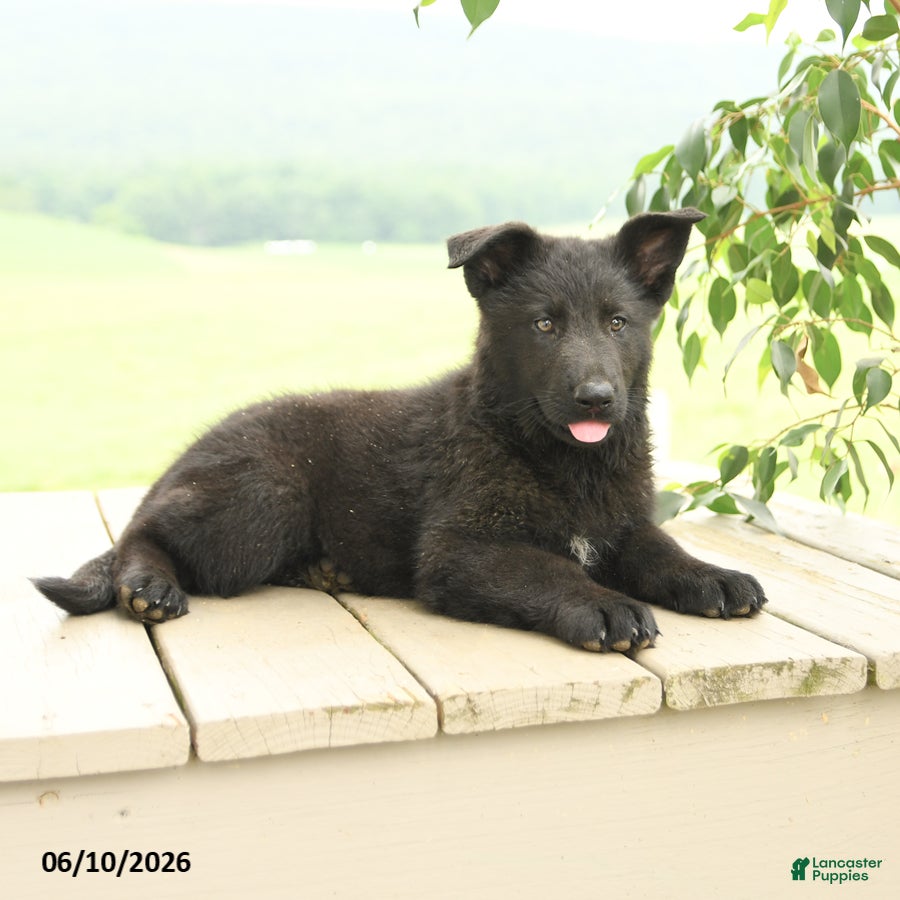 German Shepherd dogs Petunia - Ad 2