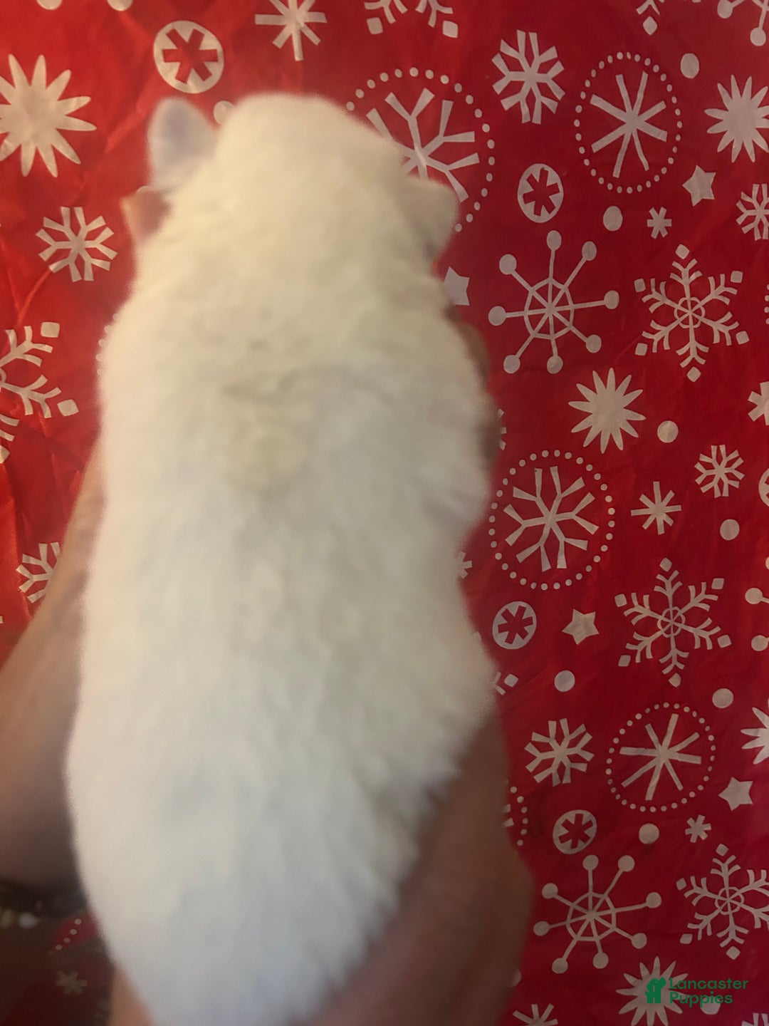 Gerberian Shepsky dogs for sale: BentleyGerberian Shepsky Puppy 5 - Ad 2