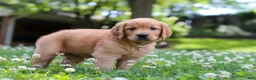 Golden Retriever dogs for sale: Willow - Ad 7