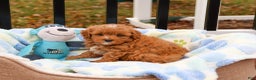 Cavapoo dogs for sale: Cade  - Ad 1