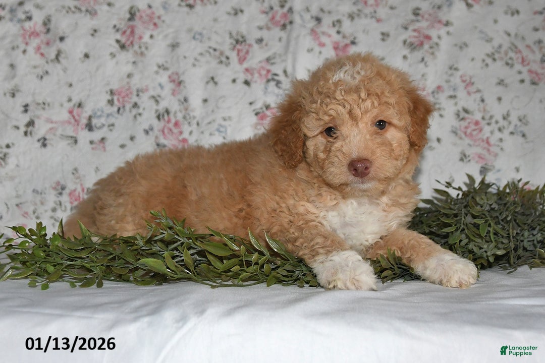 Mini Aussiedoodle dogs for sale: Arlan - Ad 3