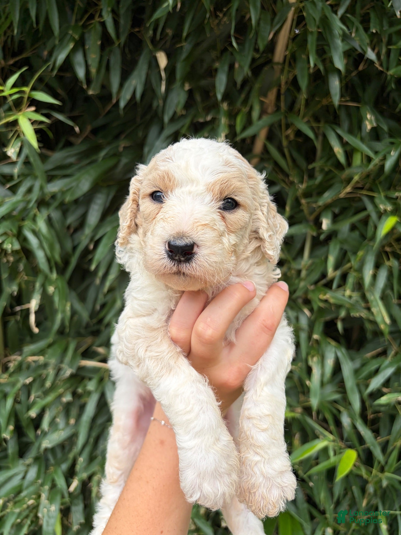 Goldendoodle dogs Goldendoodle 2 - Ad 16