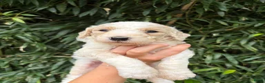 Goldendoodle 2