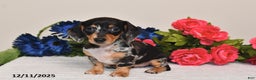 Miniature Dachshund dogs for sale: Abby - Ad 5