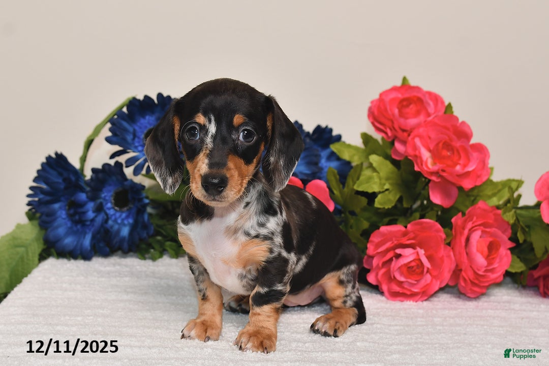 Miniature Dachshund dogs for sale: Abby - Ad 5