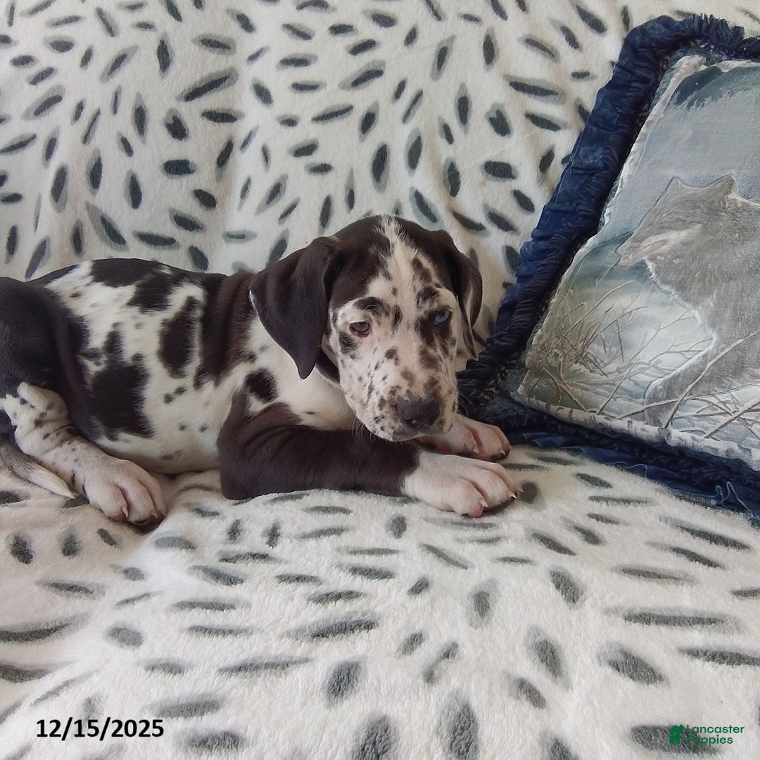 Great Dane dogs for sale: Kylie - Ad 3