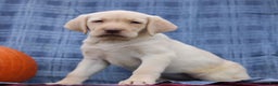 Labrador Retriever dogs for sale: Jace  - Ad 3