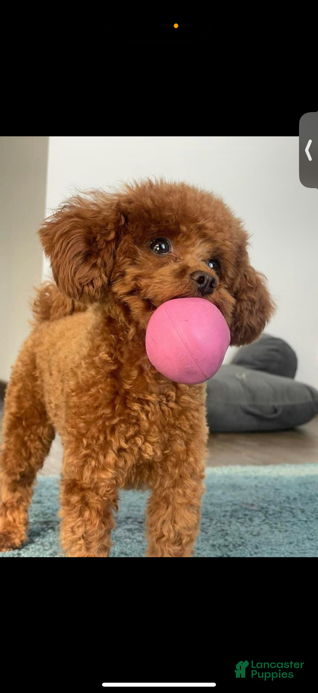 Toy Poodle dogs for sale: Teacup Ginger   - Ad 4