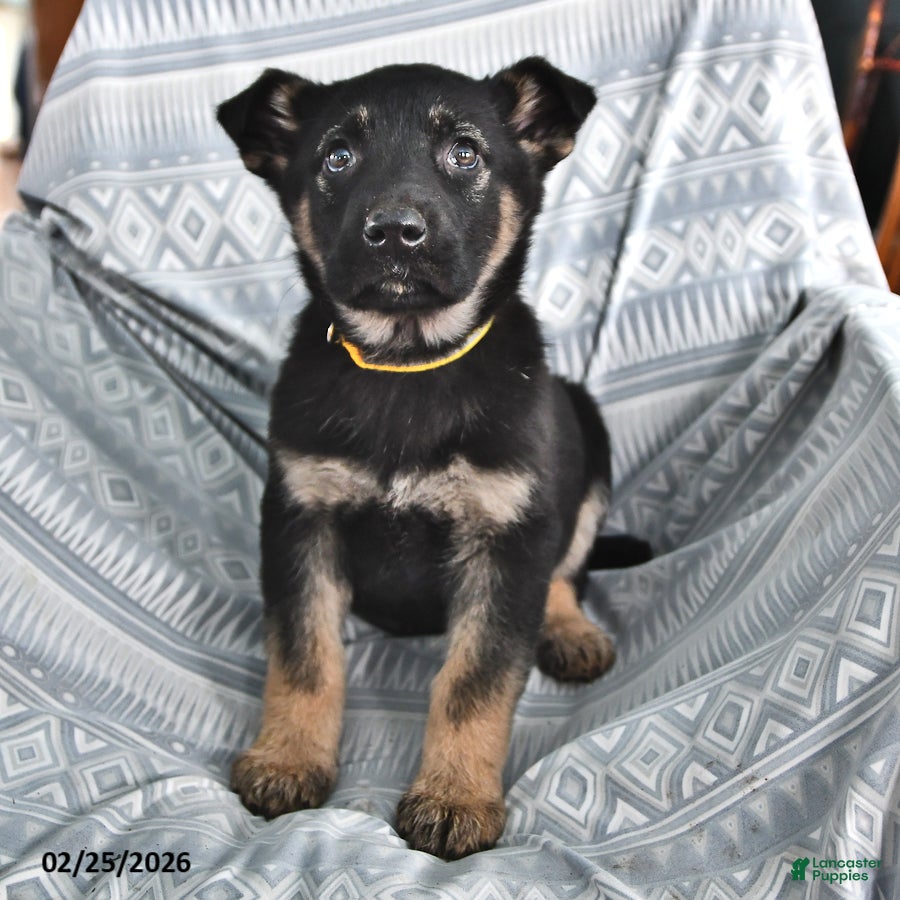 German Shepherd dogs Teresa - Ad 1