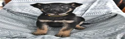 German Shepherd dogs for sale: Teresa - Ad 1
