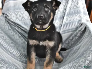 German Shepherd dogs for sale: Teresa - Ad 1