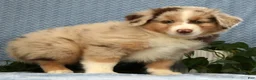 Miniature Australian Shepherd dogs for sale: Riley - Ad 9