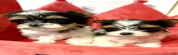 Biewer Terrier dogs for sale: Biewer Terrier 2 - Ad 5