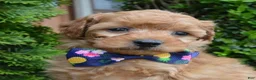 Mini Goldendoodle dogs for sale: Mini Greta - Ad 14