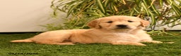 Golden Retriever dogs for sale: Max - Ad 2