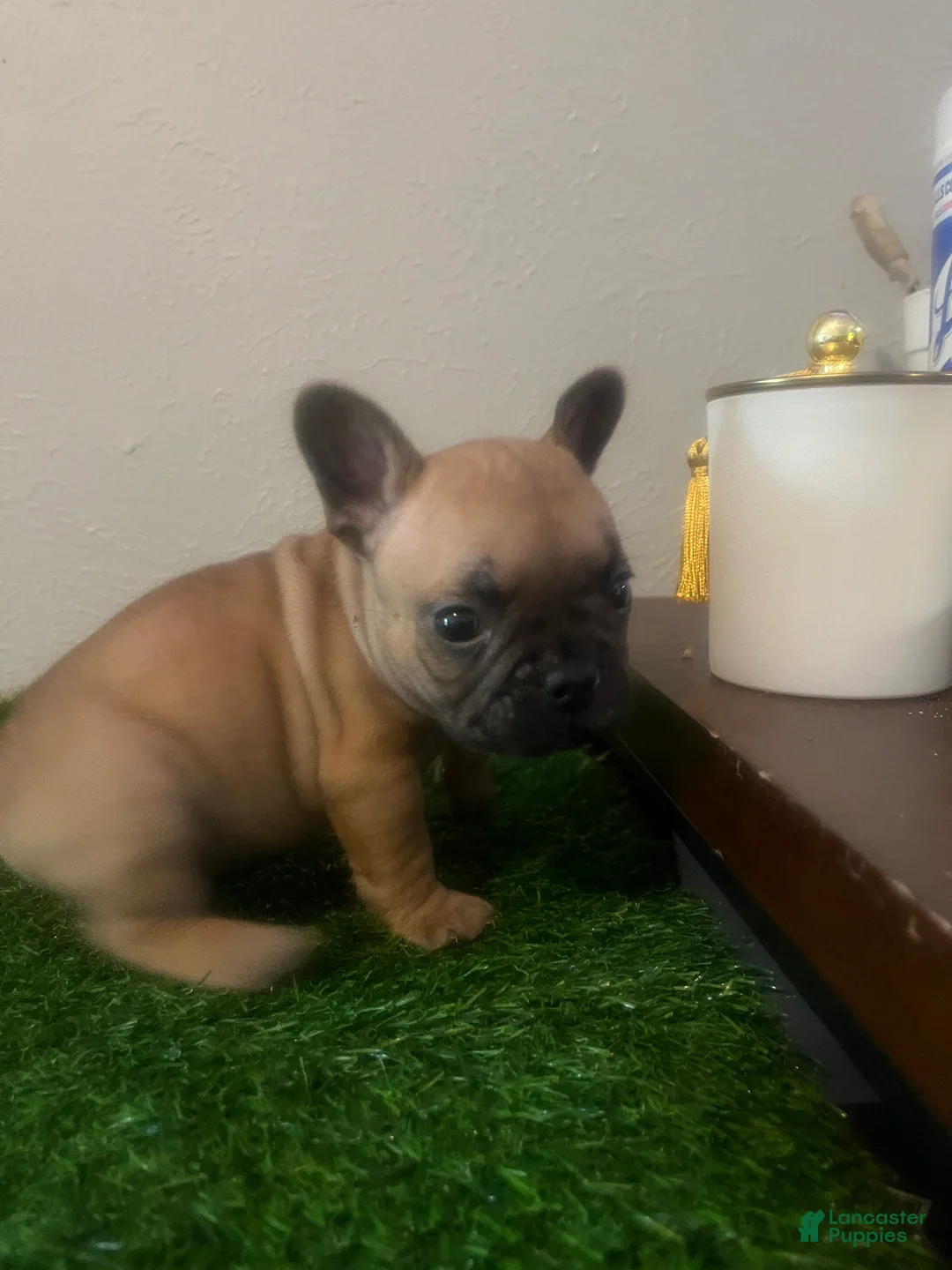 French Bulldog dogs for sale: French Bulldog 1 - Ad 2