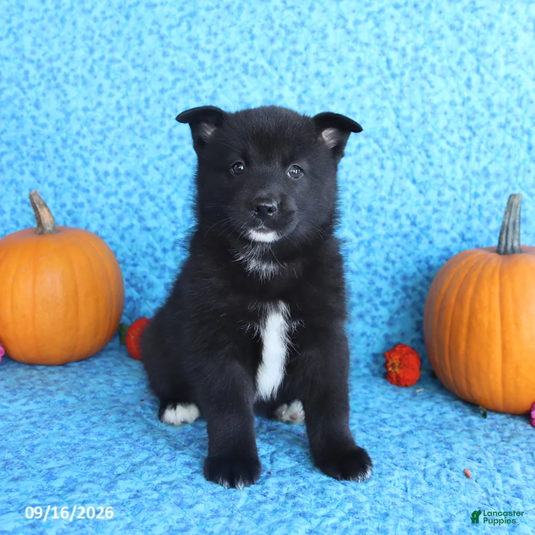 Pomsky dogs for sale: Titan - Ad 1