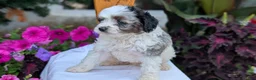 Maltipoo dogs for sale: Kai - Ad 6