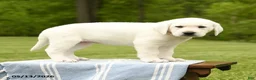 Labrador Retriever dogs for sale: Shasta - Ad 1