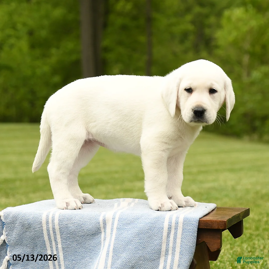 Labrador Retriever dogs for sale: Shasta - Ad 1