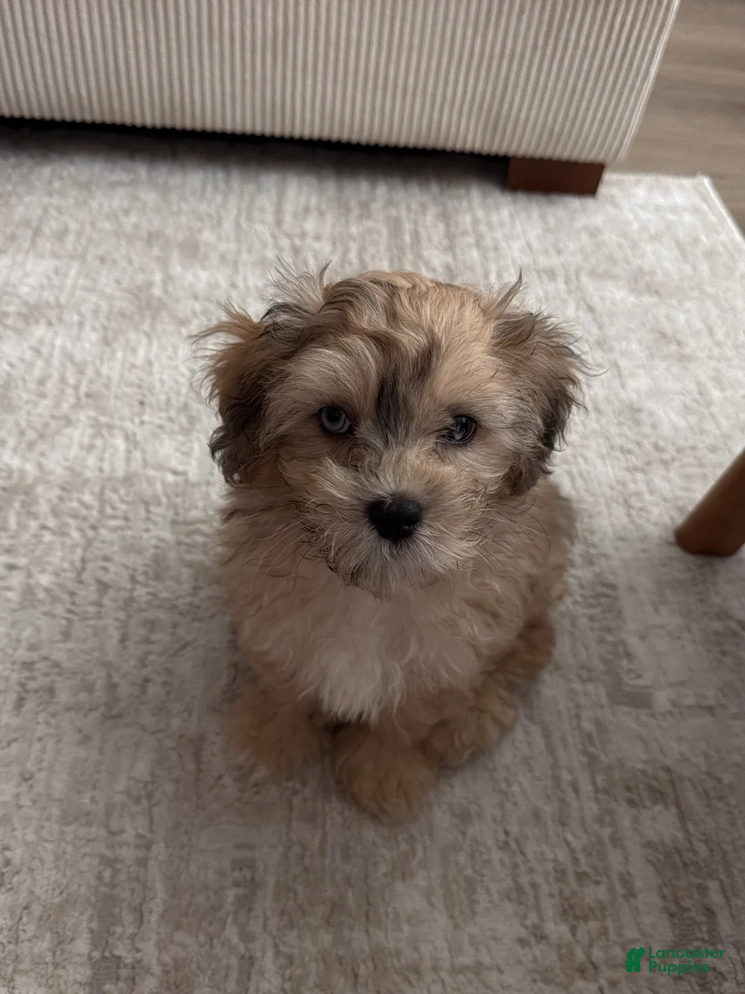 Shihpoo dogs for sale: Angelo - Ad 2