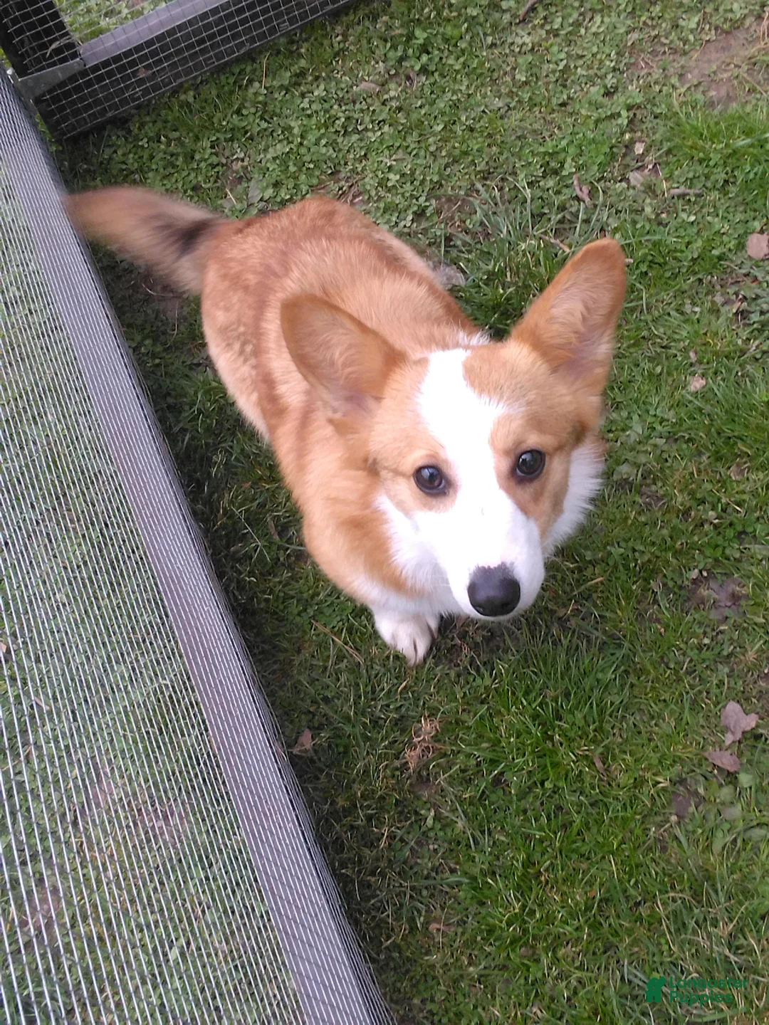 Welsh Corgi Pembroke dogs for sale: Willow - Ad 2