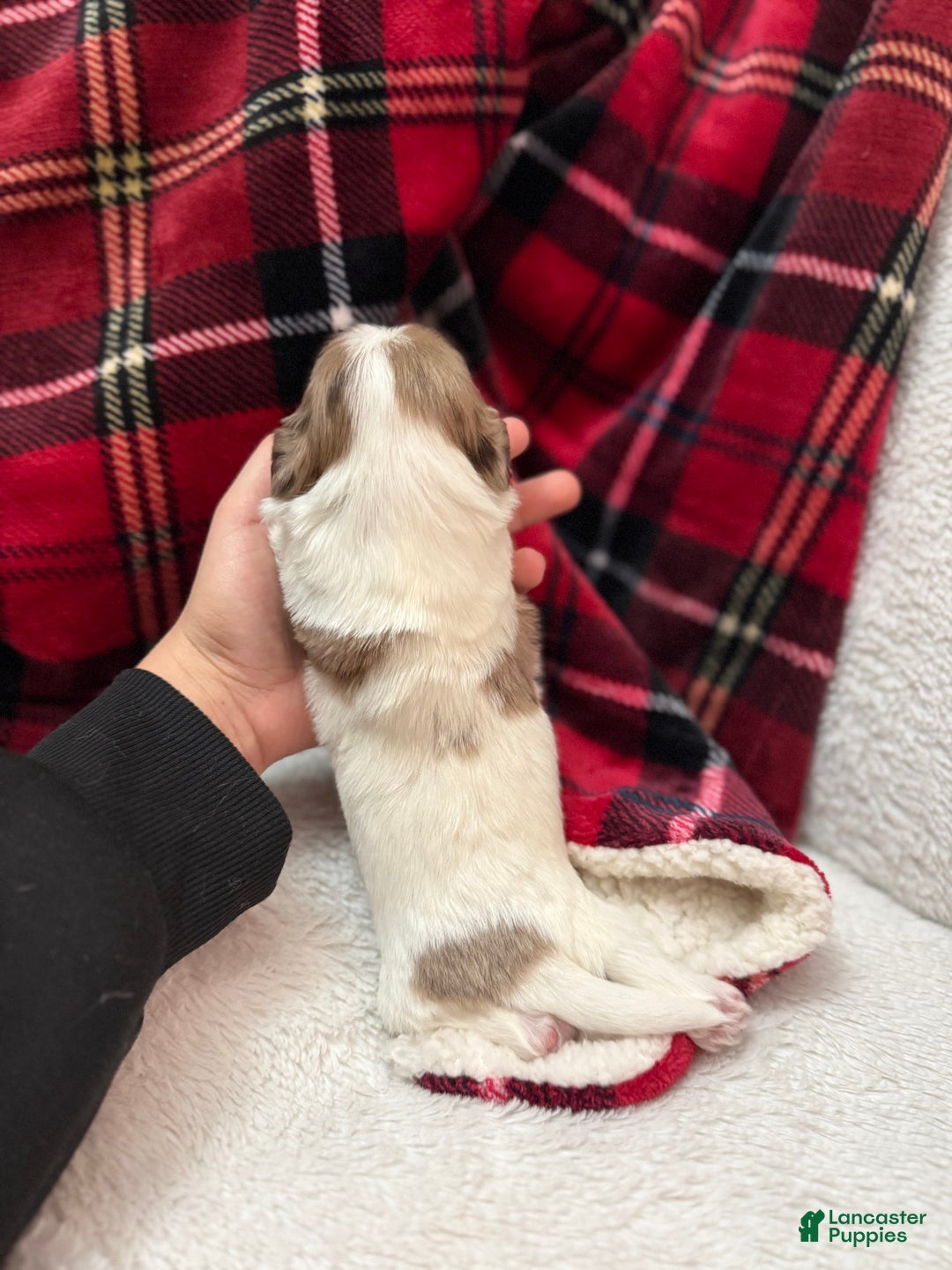 Shihpoo dogs for sale: Beau - Ad 7