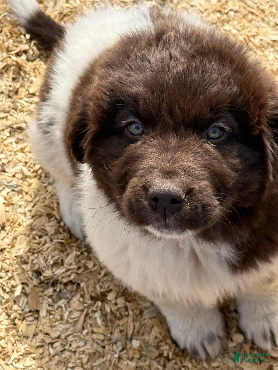 Newfoundland dogs for sale: Mistletoe  - Ad 2