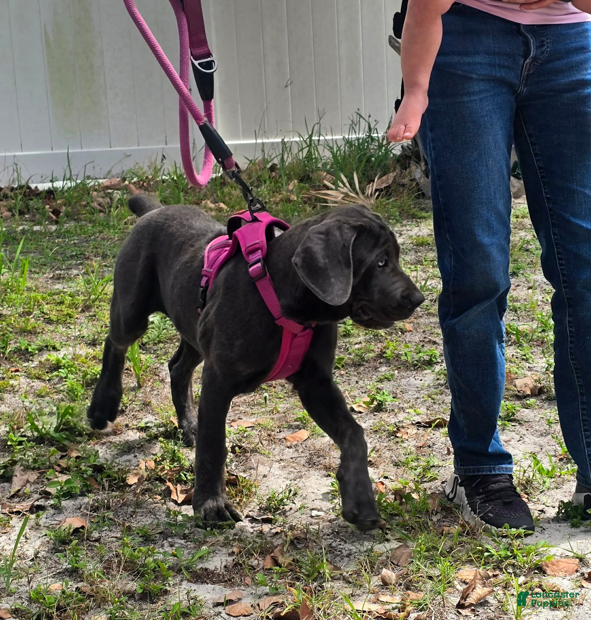 Cane Corso dogs Sophie - Ad 2