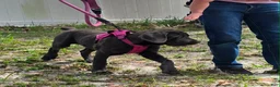 Cane Corso dogs for sale: Sophie - Ad 2