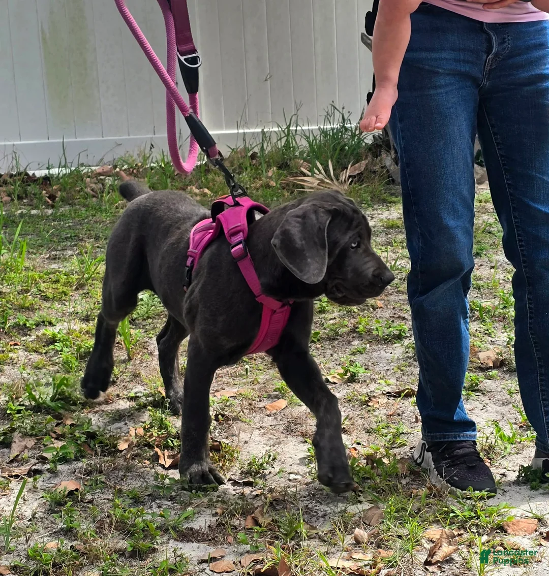 Cane Corso dogs for sale: Sophie - Ad 2