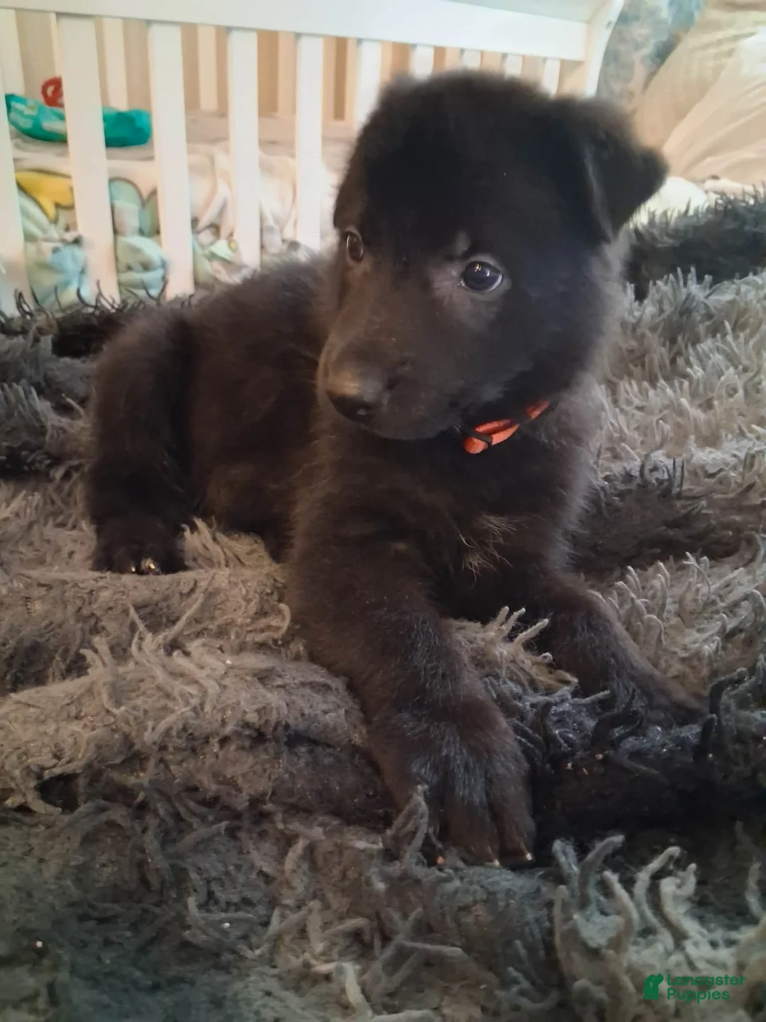 German Shepherd dogs for sale: Bruno 🧡 - Ad 1