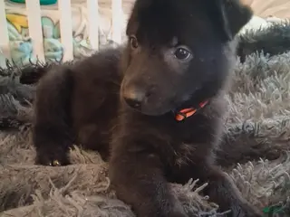 German Shepherd dogs Bruno 🧡 - Ad 11