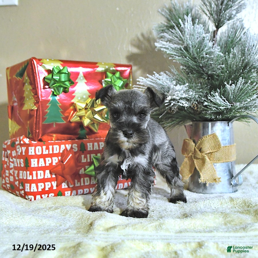 Miniature Schnauzer dogs Neal - Ad 4