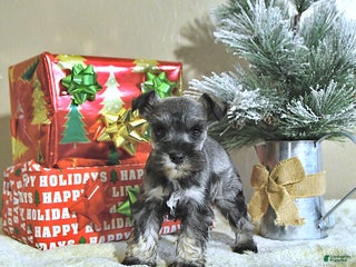 Miniature Schnauzer dogs Neal - Ad 4