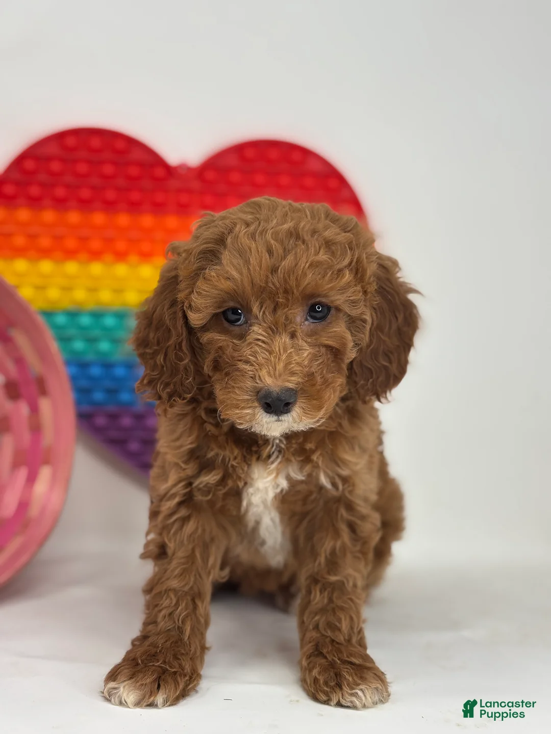 Mini Goldendoodle dogs for sale: Frieda - Ad 4