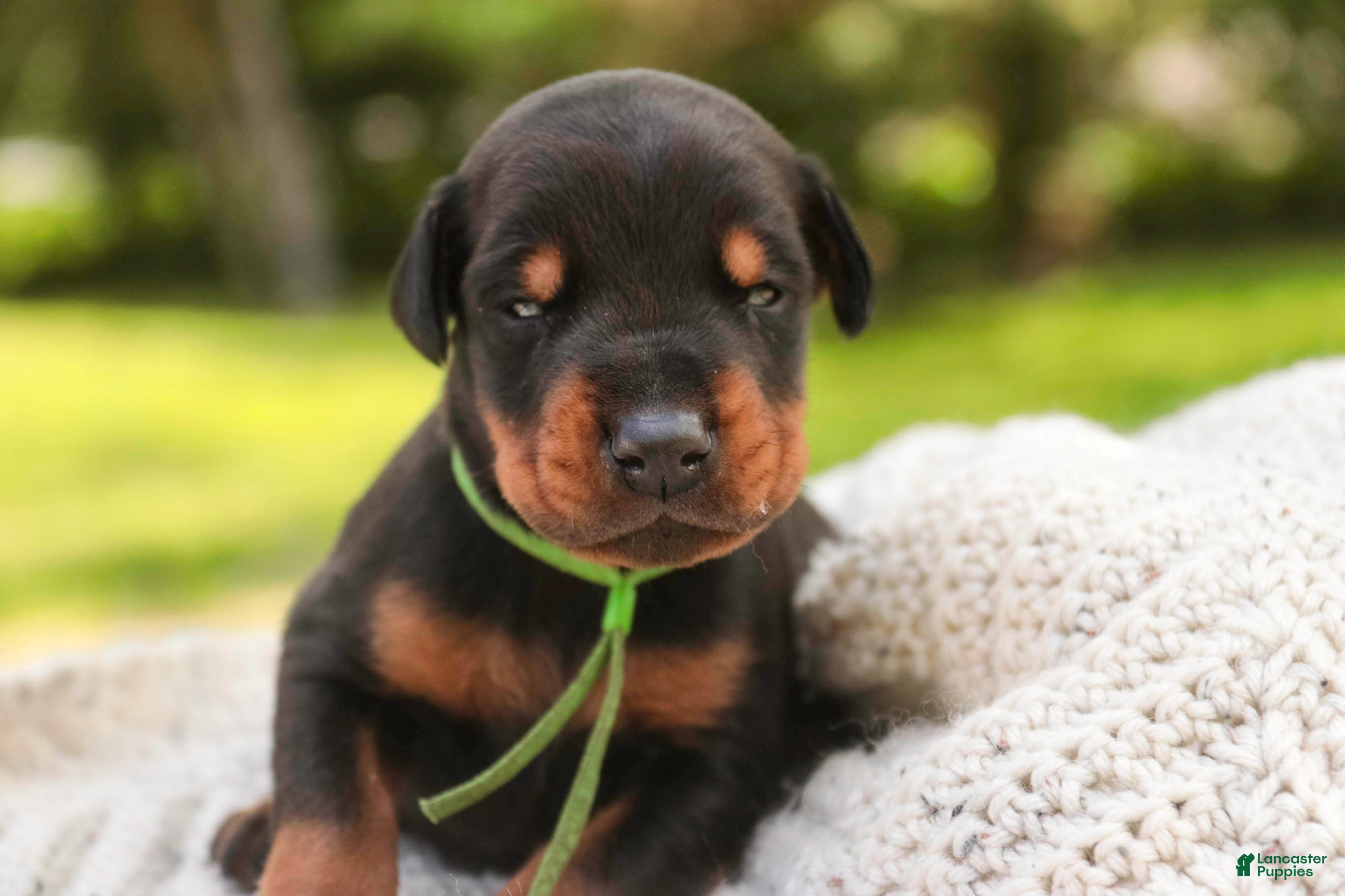 Doberman Pinscher dogs Griffin - Ad 1