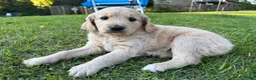 Goldendoodle dogs for sale: Pearl  - Ad 7