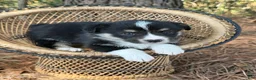 Mixed Breed dogs for sale: Black girl 2 - Ad 8