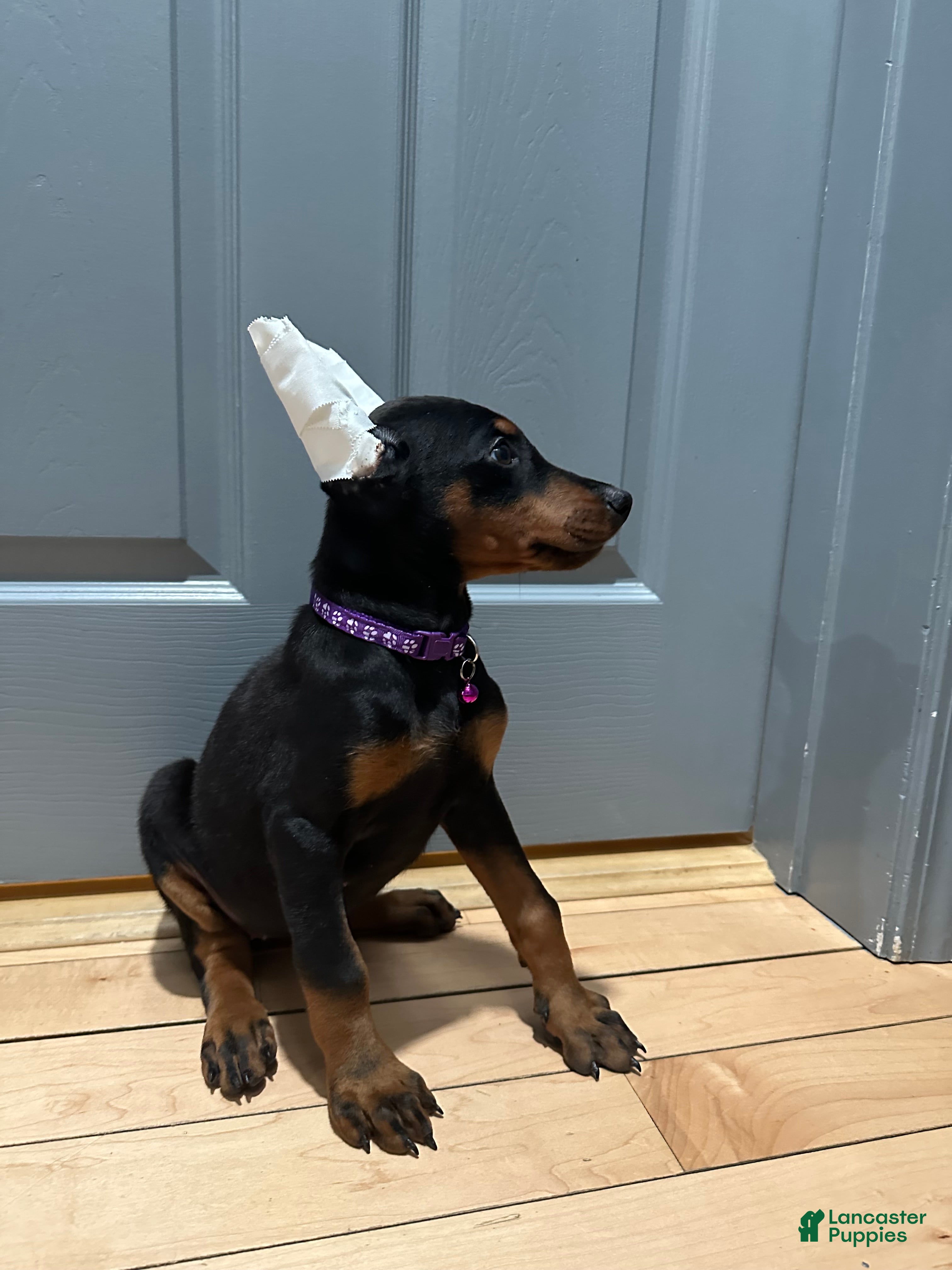 Doberman Pinscher dogs Doberman Pinscher Puppy 6 - Ad 2