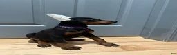 Doberman Pinscher dogs for sale: Doberman Pinscher Puppy 6 - Ad 2