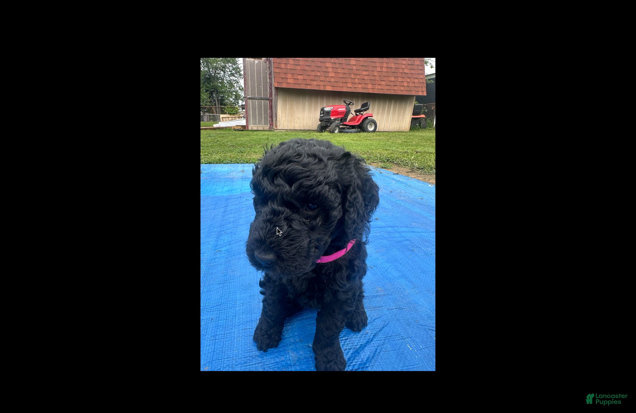 Labradoodle dogs Amethyst - Ad 28