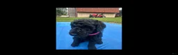 Labradoodle dogs for sale: Amethyst - Ad 1