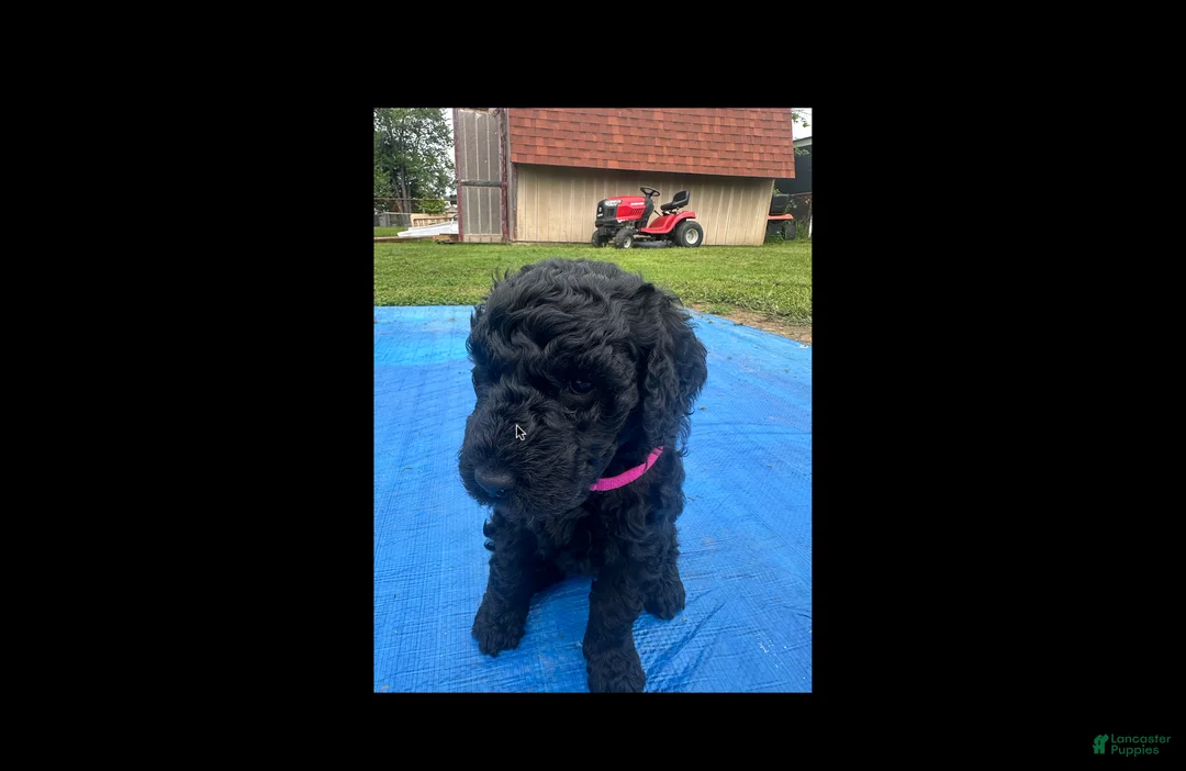 Labradoodle dogs for sale: Amethyst - Ad 1