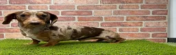 Dachshund dogs for sale: Evie - Ad 4