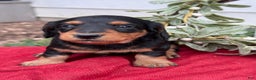 Miniature Dachshund dogs for sale: Ember - Ad 3